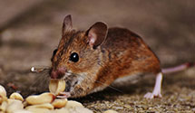 24 Hour & Emergency Exterminators in Hutchins, VT